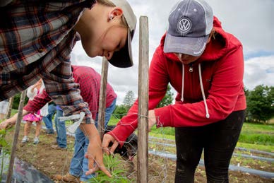 Agriculture students work together with crops