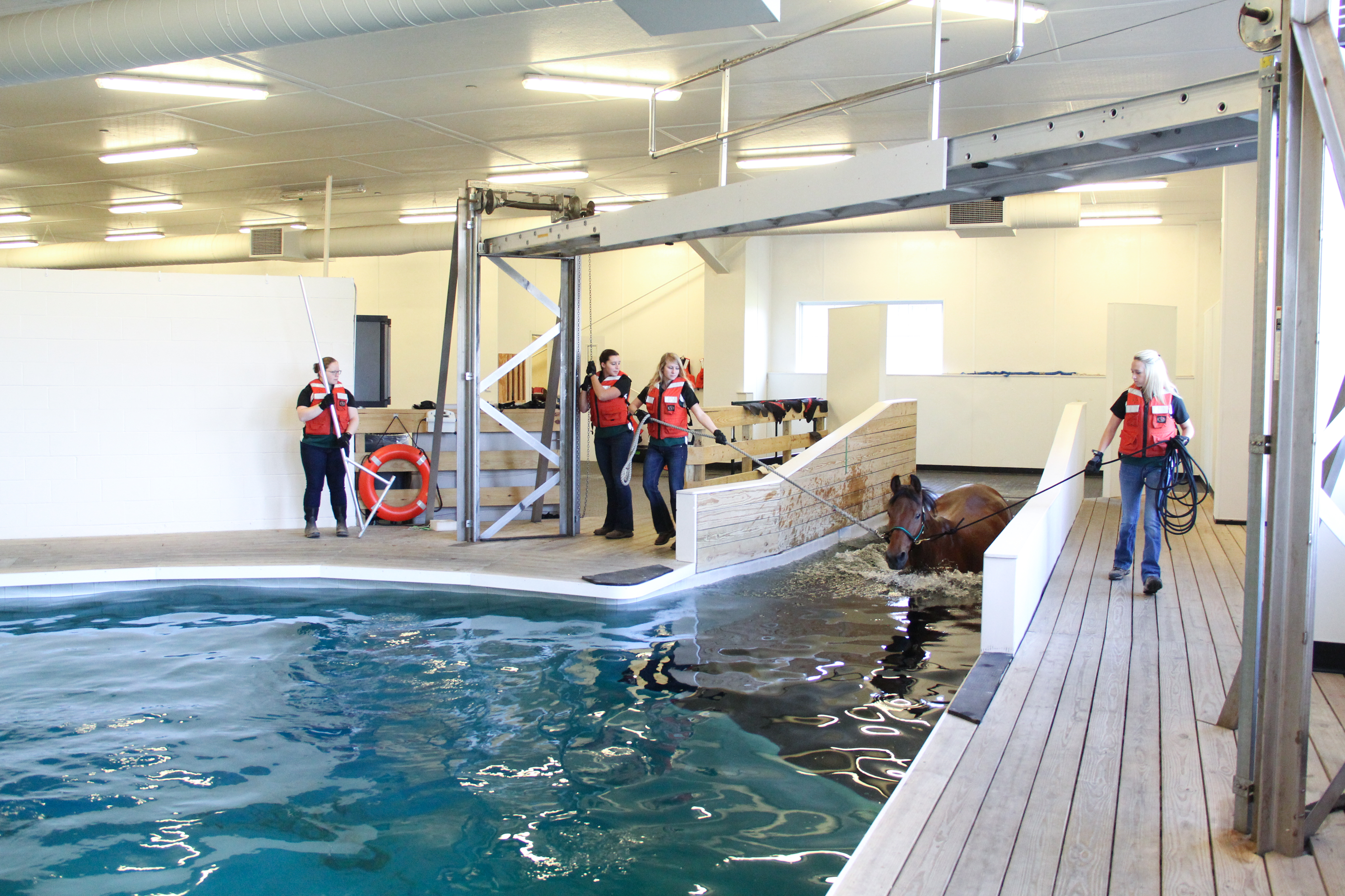Students in the Equine Rehabilitation and Therapy program swimming a horse