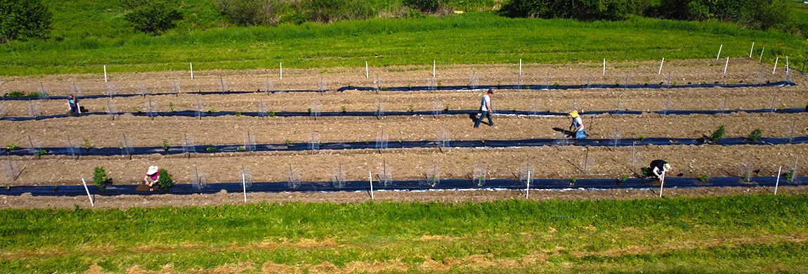Planting at the Teaching and Research Farm
