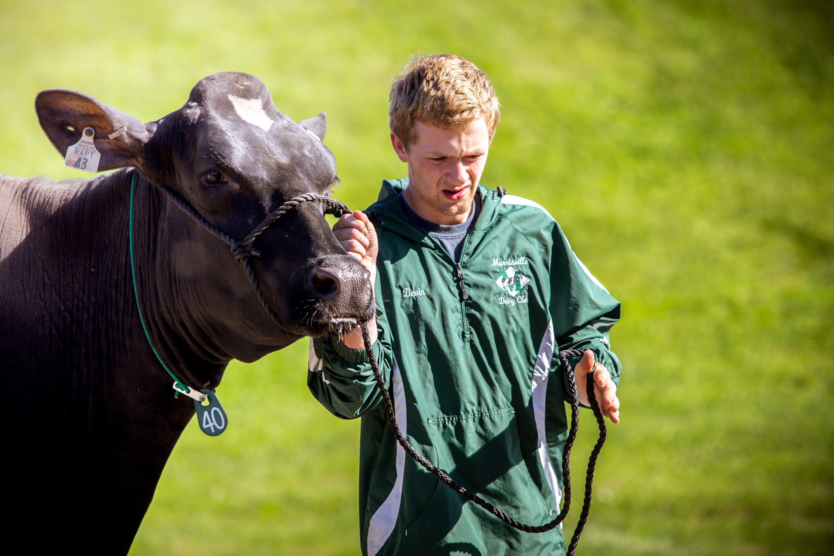 Dairy student Devin Kuhn leads a college cow