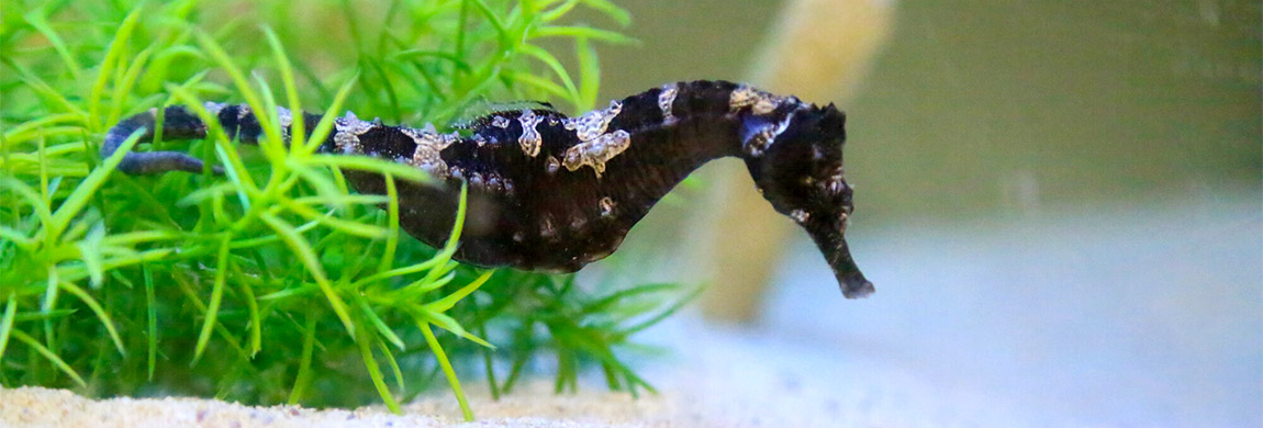 A seahorse of the marine lab species