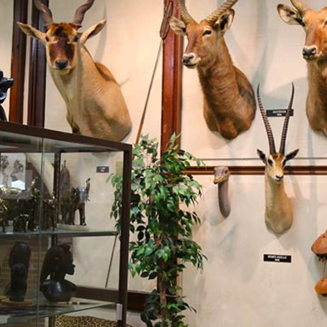 dead animal heads mounted on the wall of the wildlife museum