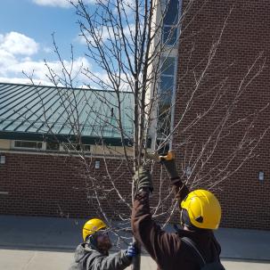 Pruning campus trees