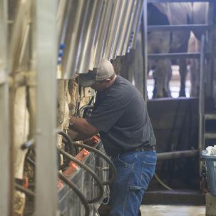 Students work in the Milking Parlor.