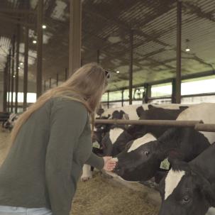 Students work with cows.