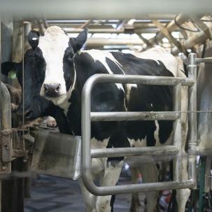 A cow in the Milking Parlor.