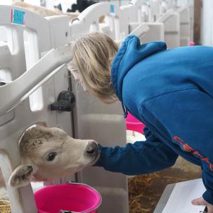 Students take care of calves in the calf barn.