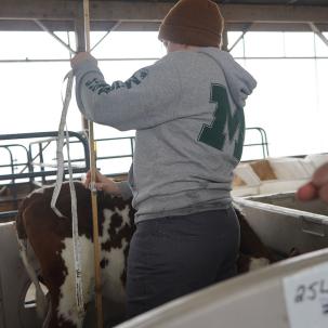 Students take care of calves in the calf barn.