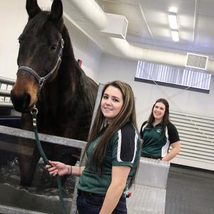 Students in the Equine Rehabilitation and Therapy program performing Cold Salt Water Spa on a horse