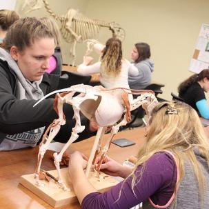 Students practicing anatomy on models